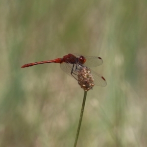 Diplacodes bipunctata at Monash, ACT - 29 Dec 2022 12:12 PM