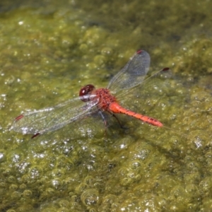 Diplacodes bipunctata at Monash, ACT - 29 Dec 2022 12:12 PM