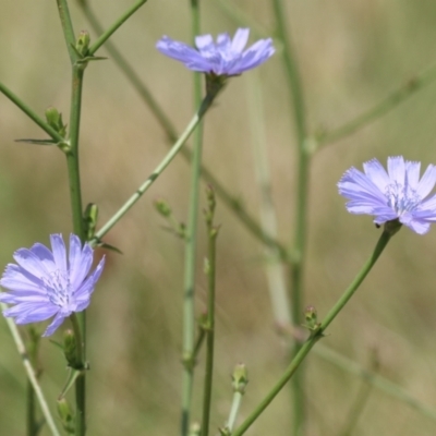 Cichorium intybus (Chicory) at Monash, ACT - 29 Dec 2022 by RodDeb