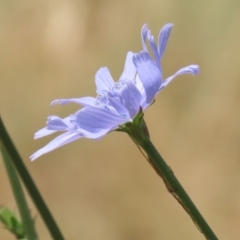 Cichorium intybus at Monash, ACT - 29 Dec 2022