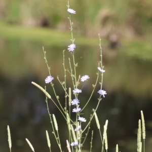 Cichorium intybus at Monash, ACT - 29 Dec 2022