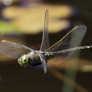 Anax papuensis at Forde, ACT - 25 Dec 2022