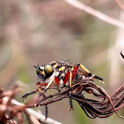 Thereutria amaraca (Spine-legged Robber Fly) at ANBG - 30 Dec 2022 by YellowButton