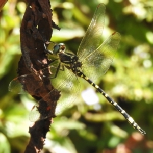 Synthemis eustalacta at Stromlo, ACT - 27 Dec 2022 10:33 AM