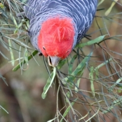 Callocephalon fimbriatum at Hughes, ACT - 30 Dec 2022