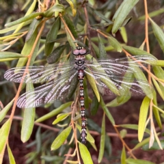Austroaeschna multipunctata (Multi-spotted Darner) at Acton, ACT - 30 Dec 2022 by YellowButton