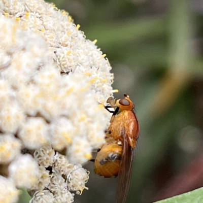 Lauxaniidae (family) (Unidentified lauxaniid fly) at ANBG - 30 Dec 2022 by YellowButton