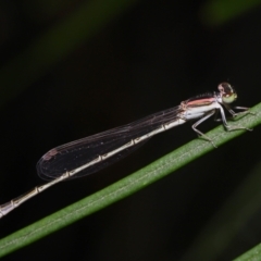 Ischnura aurora (Aurora Bluetail) at Wellington Point, QLD - 27 Nov 2022 by TimL