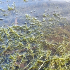 Unidentified Other Fresh Water Plant at Yass River, NSW - 1 Jan 2023 by SenexRugosus