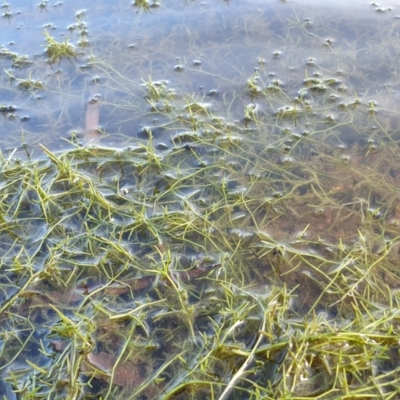 Myriophyllum sp. at Yass River, NSW - 1 Jan 2023 by SenexRugosus