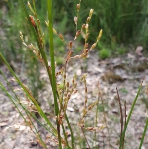 Juncus remotiflorus at Yass River, NSW - 30 Dec 2022 05:53 PM