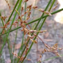 Juncus remotiflorus at Yass River, NSW - 30 Dec 2022 05:53 PM