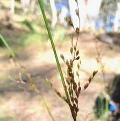 Juncus remotiflorus at Yass River, NSW - 30 Dec 2022 05:53 PM