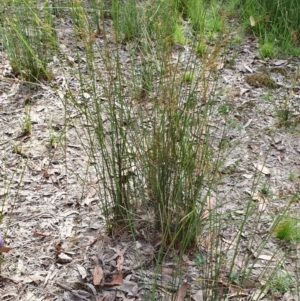 Juncus remotiflorus at Yass River, NSW - 30 Dec 2022 05:53 PM