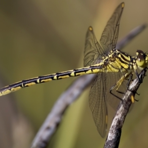 Austrogomphus guerini at Rendezvous Creek, ACT - 27 Dec 2022