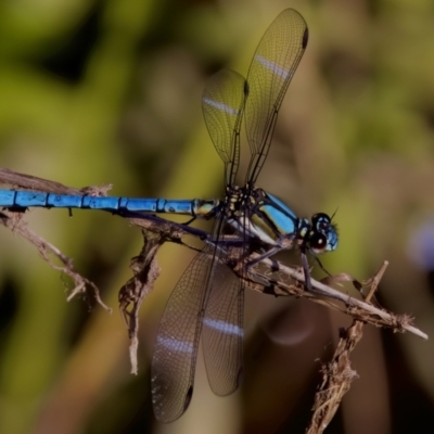 Diphlebia lestoides (Whitewater Rockmaster) at Rendezvous Creek, ACT - 27 Dec 2022 by KorinneM