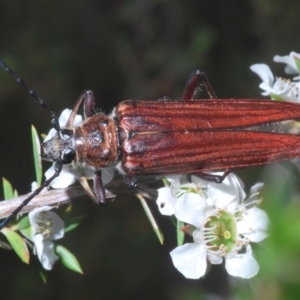 Distichocera macleayi at Yarralumla, ACT - 29 Dec 2022