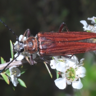 Distichocera macleayi (A longhorn beetle) at Yarralumla, ACT - 29 Dec 2022 by Harrisi