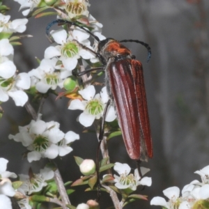 Distichocera macleayi at Yarralumla, ACT - 29 Dec 2022