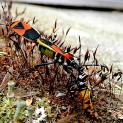 Dindymus versicolor (Harlequin Bug) at Crooked Corner, NSW - 29 Dec 2022 by Milly