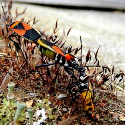 Dindymus versicolor (Harlequin Bug) at Crooked Corner, NSW - 29 Dec 2022 by Milly