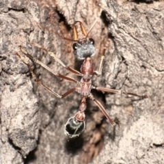 Myrmecia nigriceps (Black-headed bull ant) at Ainslie, ACT - 30 Dec 2022 by Pirom