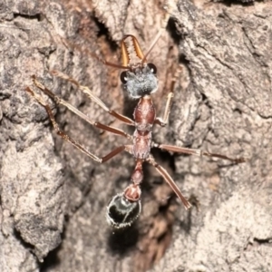 Myrmecia nigriceps at Ainslie, ACT - 30 Dec 2022