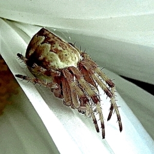 Araneidae (family) at Crooked Corner, NSW - 30 Dec 2022