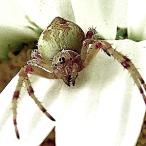 Araneidae (family) at Crooked Corner, NSW - 30 Dec 2022