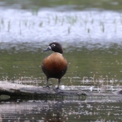 Tadorna tadornoides (Australian Shelduck) at Fyshwick, ACT - 30 Dec 2022 by RodDeb