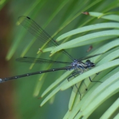 Austroargiolestes icteromelas icteromelas (Common Flatwing) at Braemar, NSW - 26 Dec 2022 by Curiosity