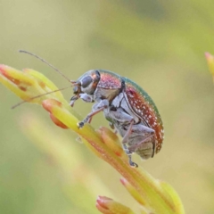 Edusella sp. (genus) (A leaf beetle) at O'Connor, ACT - 18 Dec 2022 by ConBoekel