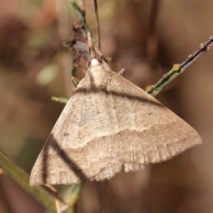 Epidesmia hypenaria at O'Connor, ACT - 26 Dec 2022