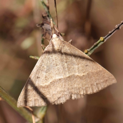 Epidesmia hypenaria (Long-nosed Epidesmia) at O'Connor, ACT - 26 Dec 2022 by ConBoekel