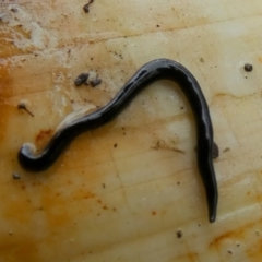 Parakontikia ventrolineata at Borough, NSW - suppressed