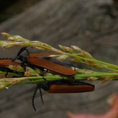 Porrostoma rhipidium (Long-nosed Lycid (Net-winged) beetle) at Boro - 30 Dec 2022 by Paul4K