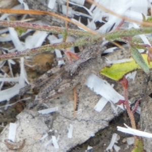 Phaulacridium vittatum at Borough, NSW - suppressed