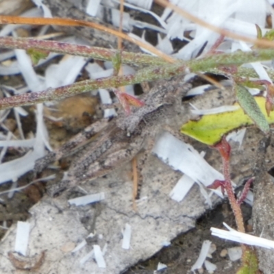 Phaulacridium vittatum (Wingless Grasshopper) at Boro - 30 Dec 2022 by Paul4K