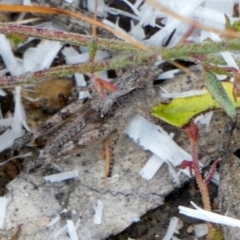 Phaulacridium vittatum at Borough, NSW - suppressed