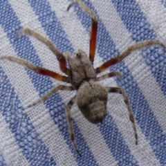 Hortophora sp. (genus) at Borough, NSW - suppressed