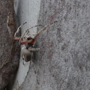 Hortophora sp. (genus) at Borough, NSW - suppressed