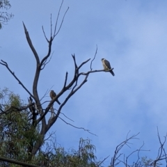 Falco longipennis (Australian Hobby) at Kingston, ACT - 30 Dec 2022 by dougsky