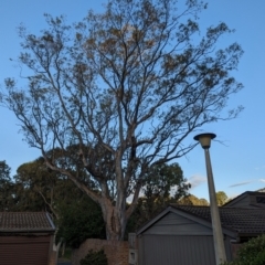 Callocephalon fimbriatum at Phillip, ACT - suppressed