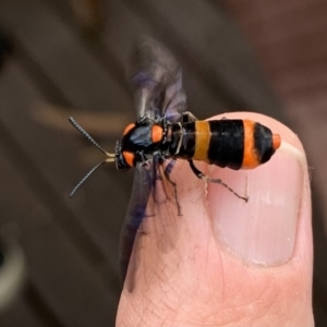 Pterygophorus cinctus at Hackett, ACT - 30 Dec 2022