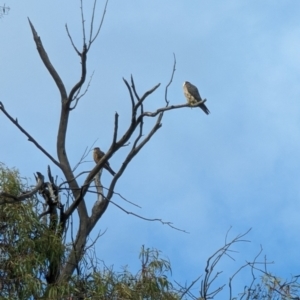 Falco longipennis at Kingston, ACT - 30 Dec 2022 09:19 AM