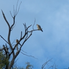 Falco longipennis at Kingston, ACT - 30 Dec 2022 09:19 AM