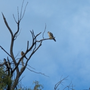 Falco longipennis at Kingston, ACT - 30 Dec 2022 09:19 AM