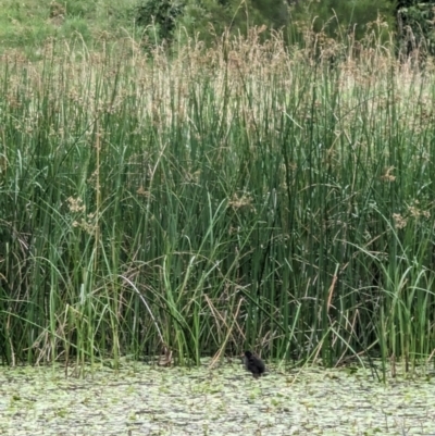 Gallinula tenebrosa (Dusky Moorhen) at Mawson Ponds - 30 Dec 2022 by stofbrew