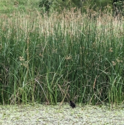 Gallinula tenebrosa (Dusky Moorhen) at Mawson Ponds - 31 Dec 2022 by stofbrew