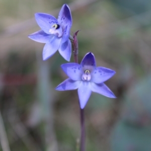 Thelymitra simulata at Tennent, ACT - suppressed